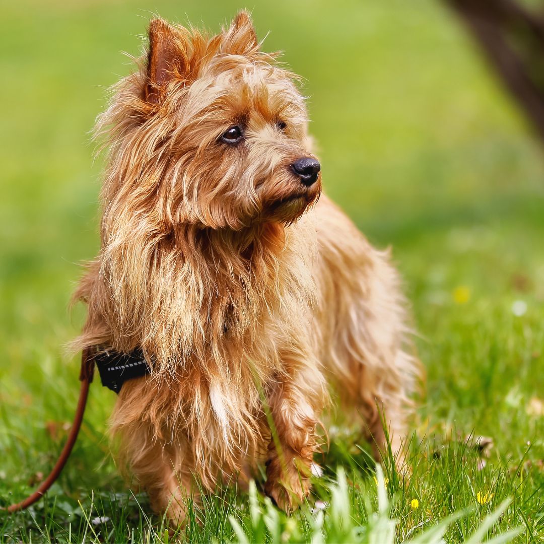 Australian Terrier