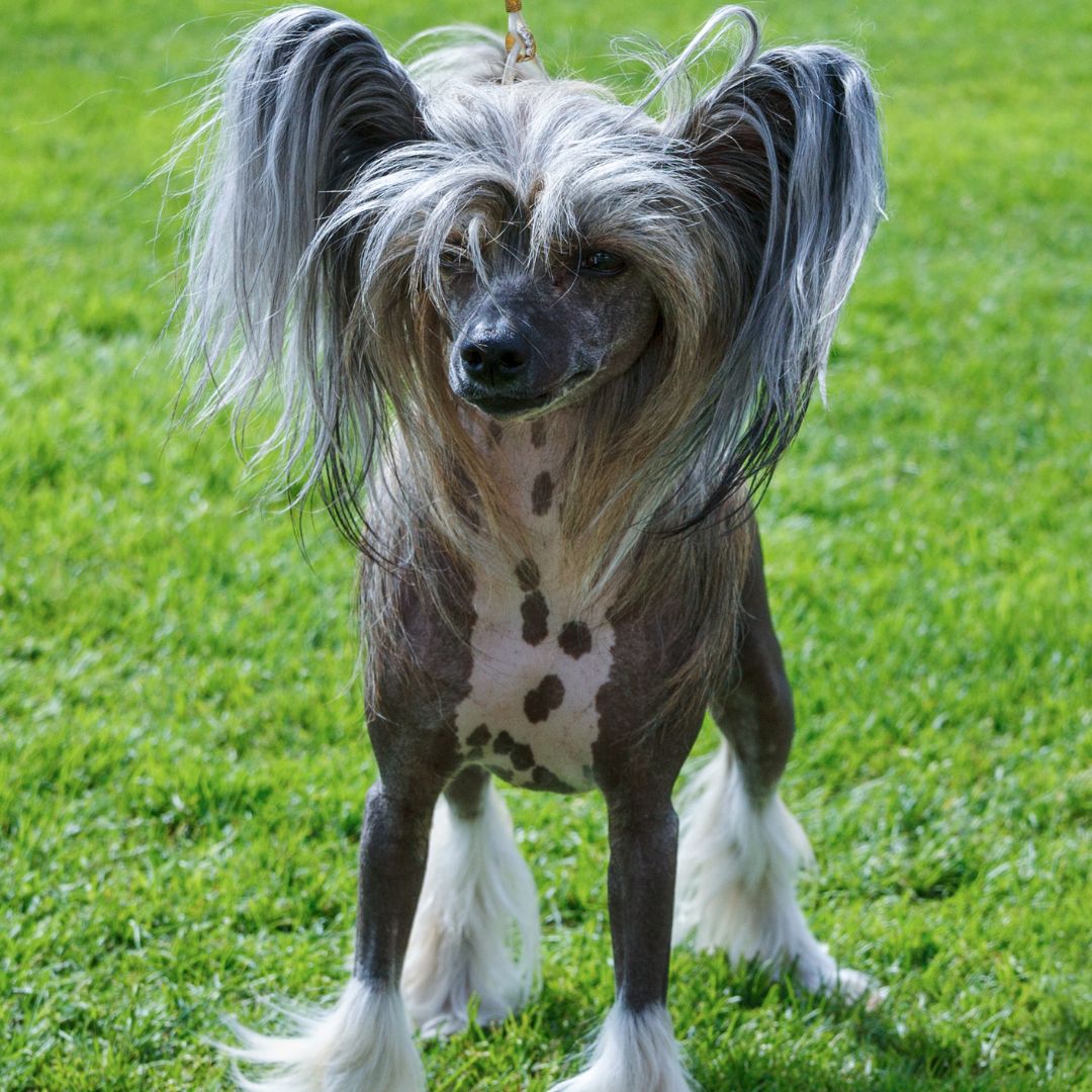 Chinesischer Schopfhund