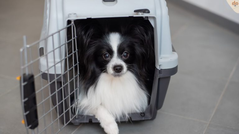 Kleiner Hund liegt in Transportbox