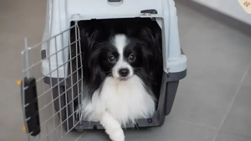 Auswahlhilfe: Die richtige Transportbox für Hunde finden