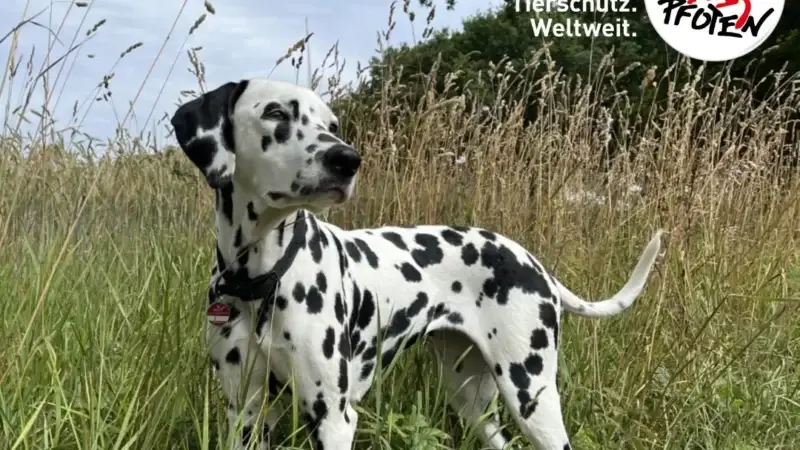 Grannen – eine Gefahr für Hunde