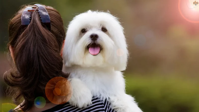 Die Gefährdungshaftung für Hundehalter