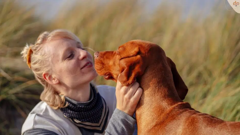 Frau und Hund voller Liebe und Vertrauen in Ferien gemeinsam