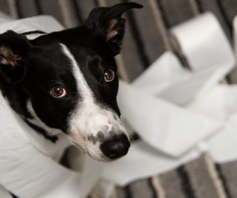 Hund schaut unschuldig, umwickelt mit WC Papier