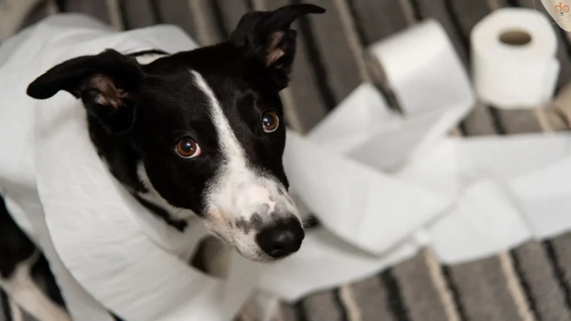 Reinigen wie die Profis: Hunde-Erbrochenes entfernen