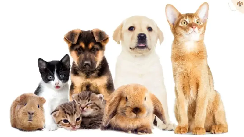Tierhaltung im Iran: Parlament fordert Hundeverbot