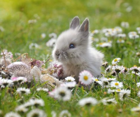 Baby Hase in Wiese Ostern