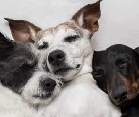 Drei Hunde Freunde schlafen tief uns süss zusammen
