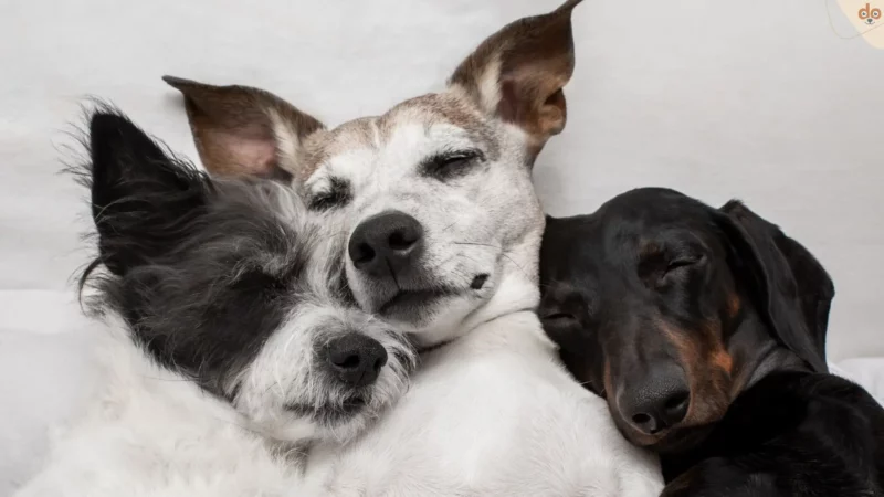 Warum man schlafende Hunde nicht wecken sollte
