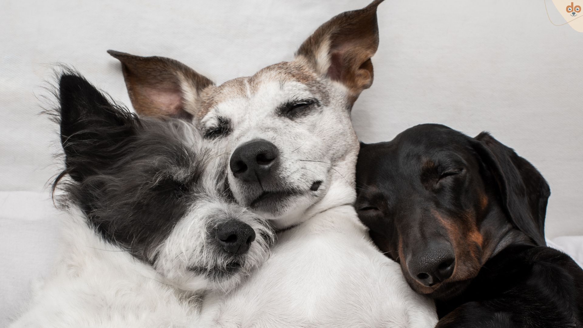 Drei Hunde Freunde schlafen tief uns süss zusammen