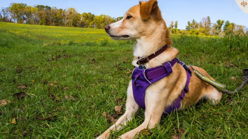 Verschiedene Arten von Hundegeschirren und ihre Einsatzzwecke