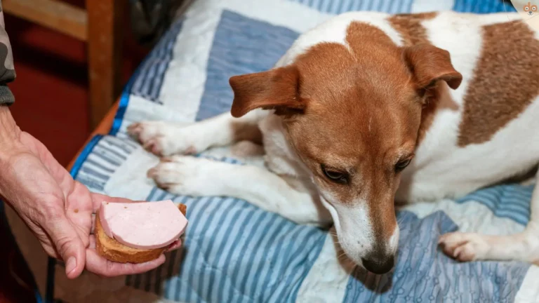 Hund auf Bett, lehnt belegtes Brötchen ab