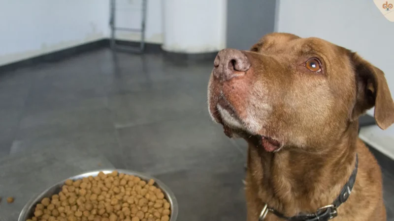 Mein Hund frisst nur in meiner Anwesenheit, was soll ich tun?