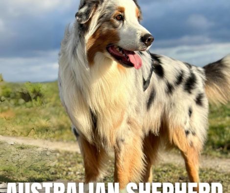 Australian Shepherd, Australischer Schäferhund