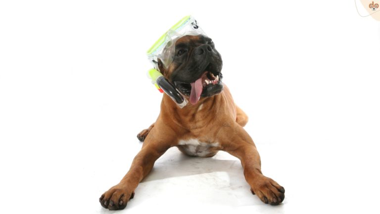 Boxer mit komischer Haltung und Tauchmaske