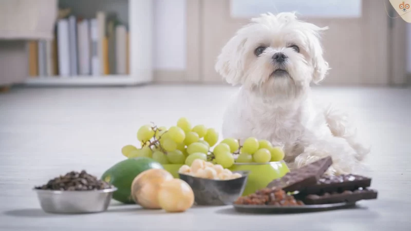 Giftige Küchen-Lebensmittel für Hunde