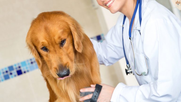 Golden beim Tierarzt mit Angst und beschwichtigend