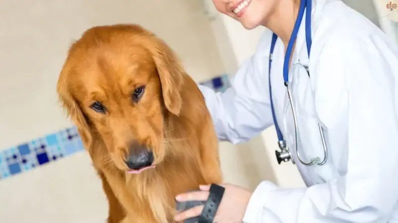 Wenn der Hund Angst vorm Tierarzt hat: Medical Training schafft Abhilfe