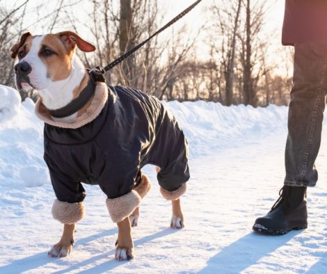 Hund aufmerksam an Leine mit Wintermantel im Schnee