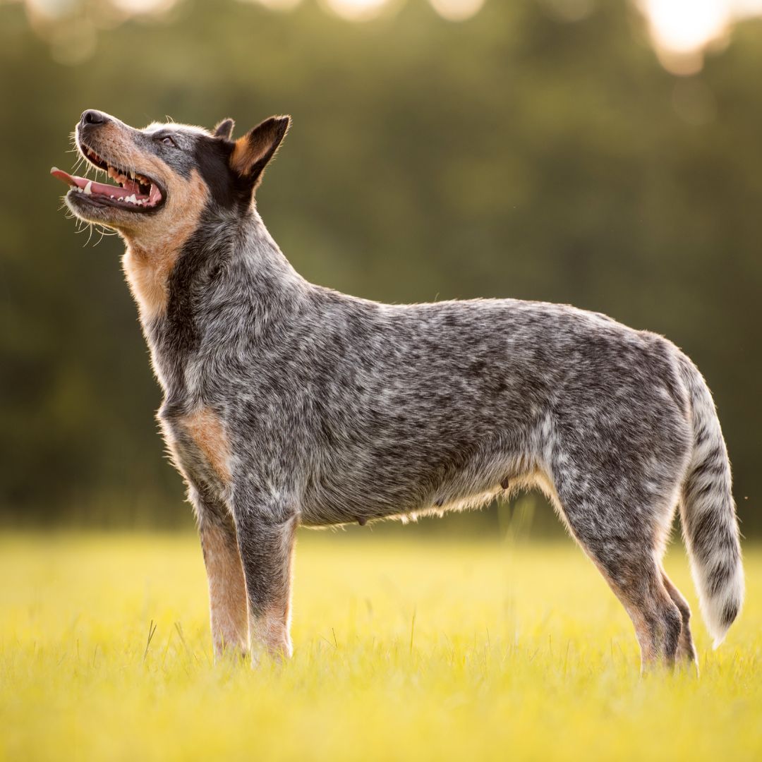 Australischer Cattle Dog
