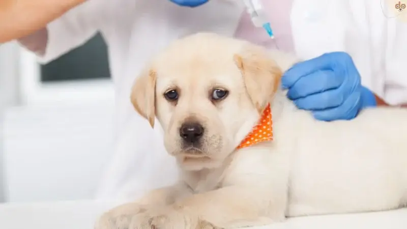 Impfungen für Hunde: Pro, Kontra und der Teufelskreis