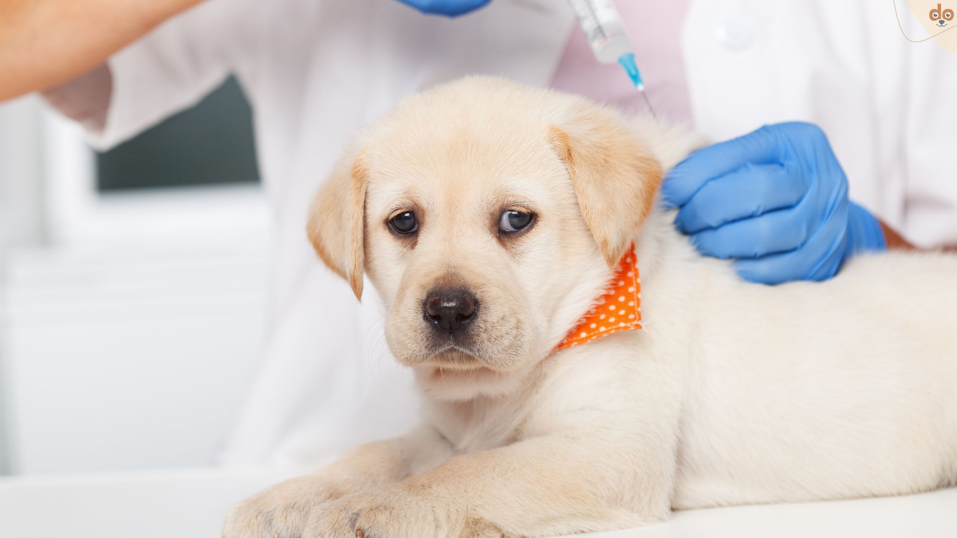 Labrador Welpe bekommt Spritze vom Tierarzt