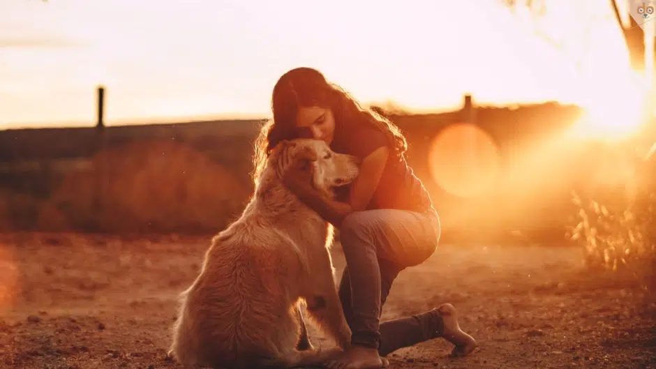 Alter Hund voller Liebe im Sonnenuntergang umarmen