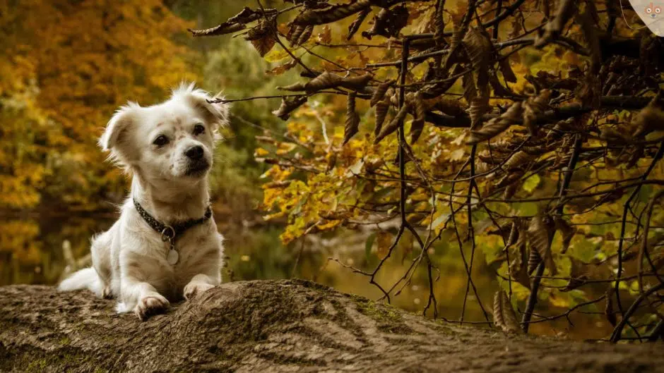 Welpe, Junghund beobachtet Blätter an Herbstbaum