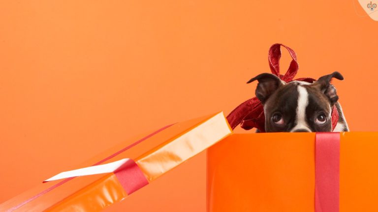 Frenchie Welpe als Geschenk, verschüchtert