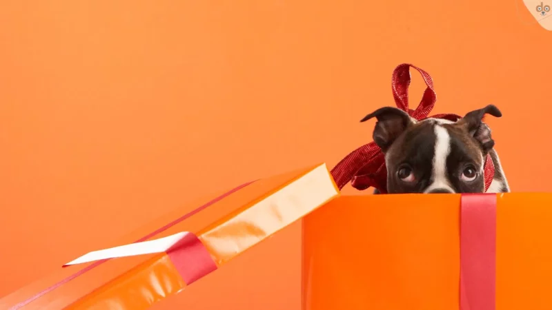 Einen Hund zu Weihnachten verschenken?