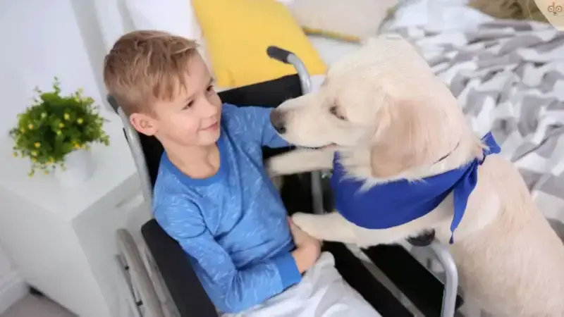 Wie bekomme ich einen Assistenzhund?