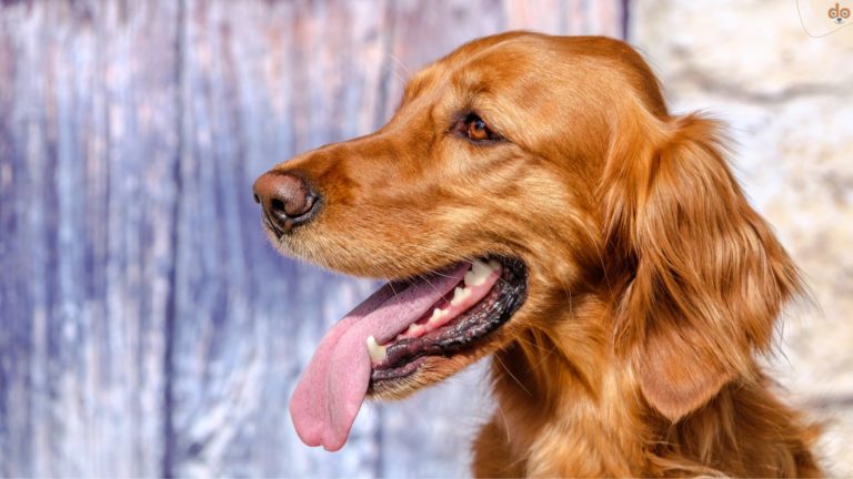 Goldi schaut sehr glücklich und erschöpft