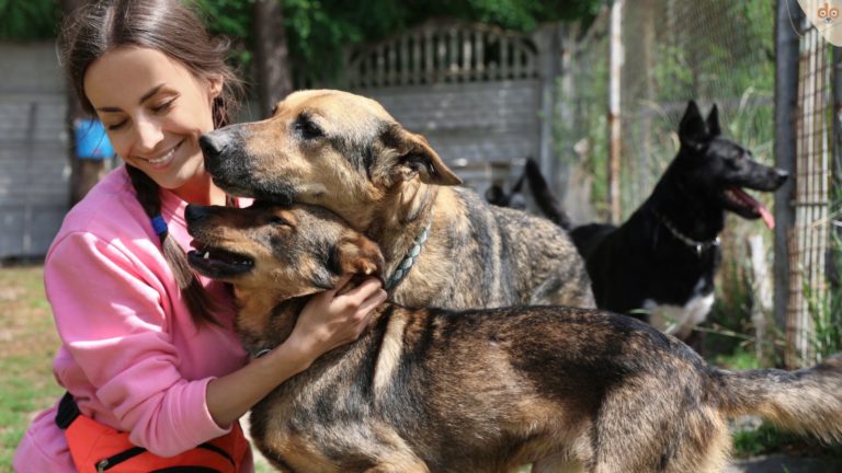 Schäferhunde Tierschutz dankbar