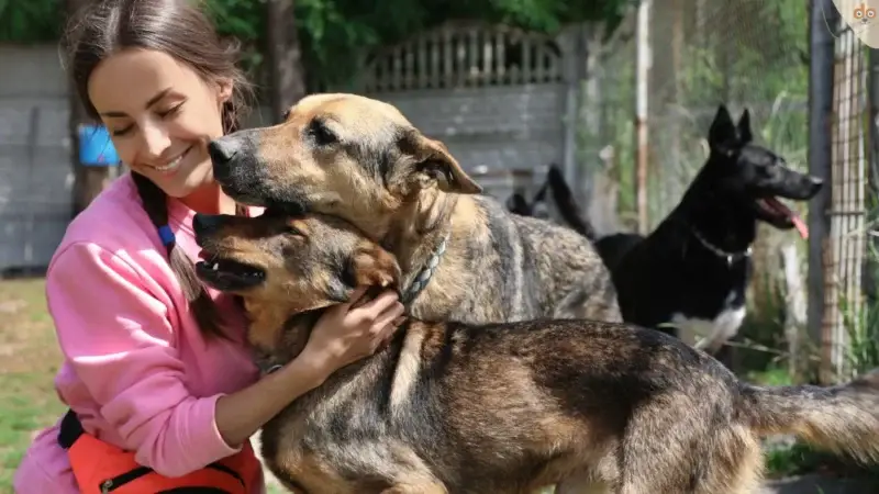 Grosses Tierfutter spenden in Europa geht in die 6. Runde