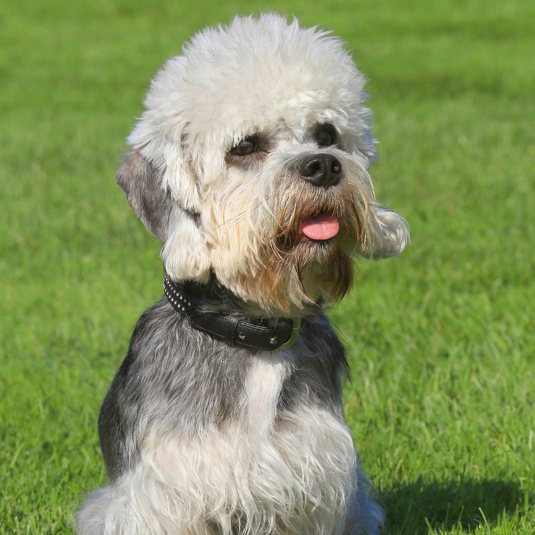 Dandie Dinmont Terrier