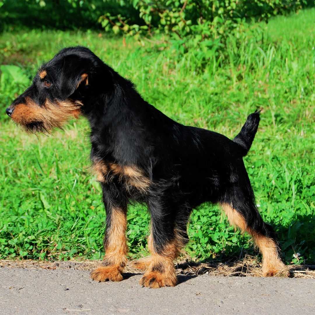 Deutscher Jagdterrier