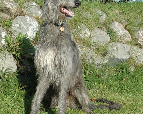 Schottischer Hirschhund