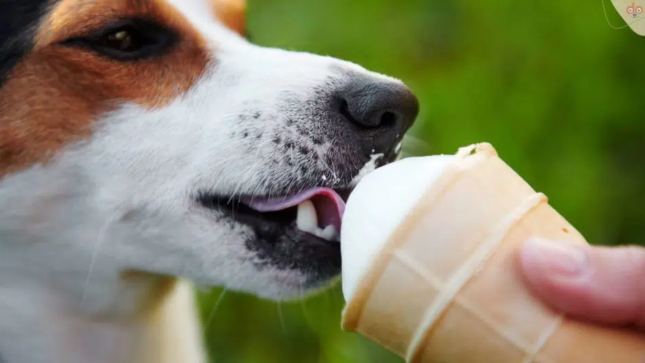 Jack Russel leckt Eis
