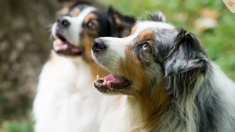 Motivation durch Belohnung – Der Jackpot im Training von Hunden