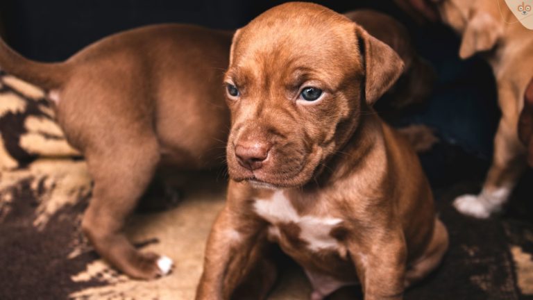 American Pitbull Terrier Welpen