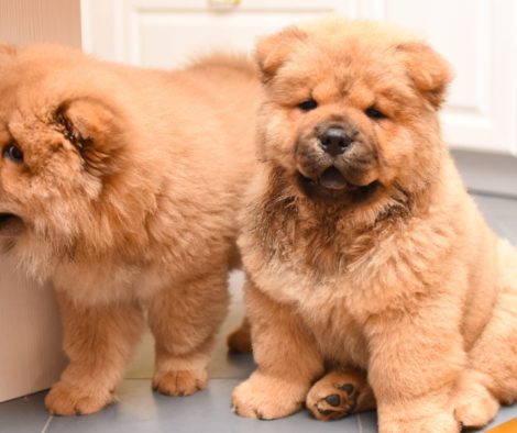Chow Chow Welpen Chow Chow Welpen