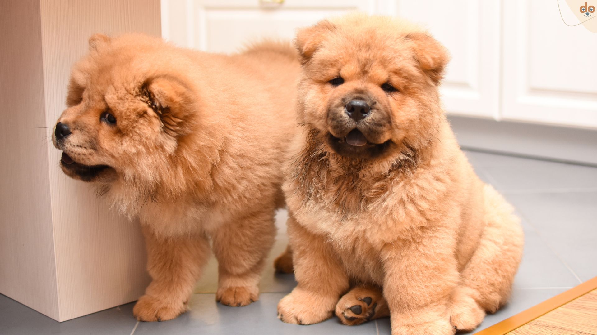 Chow Chow Welpen