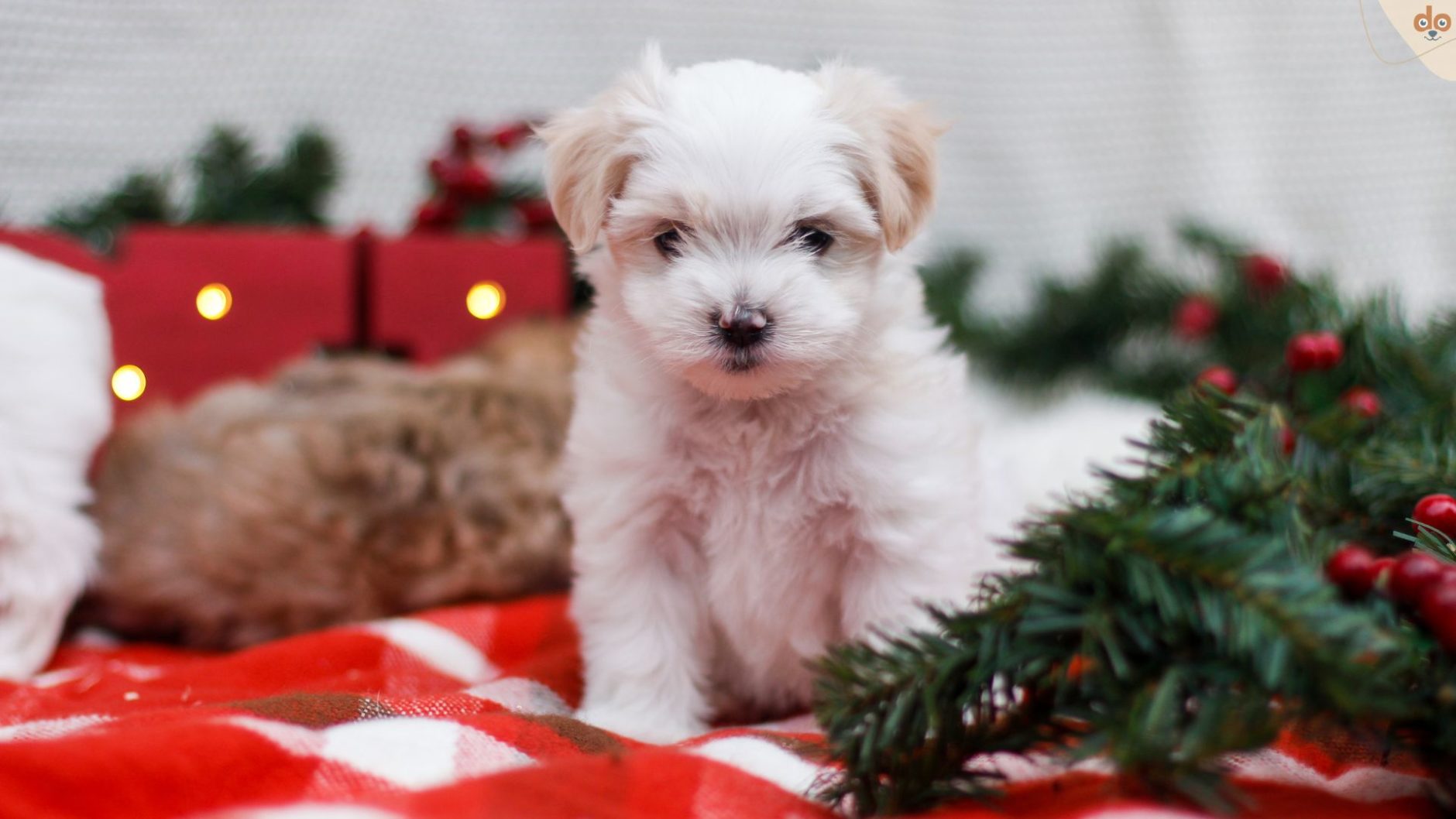 Mini Malteser Welpen