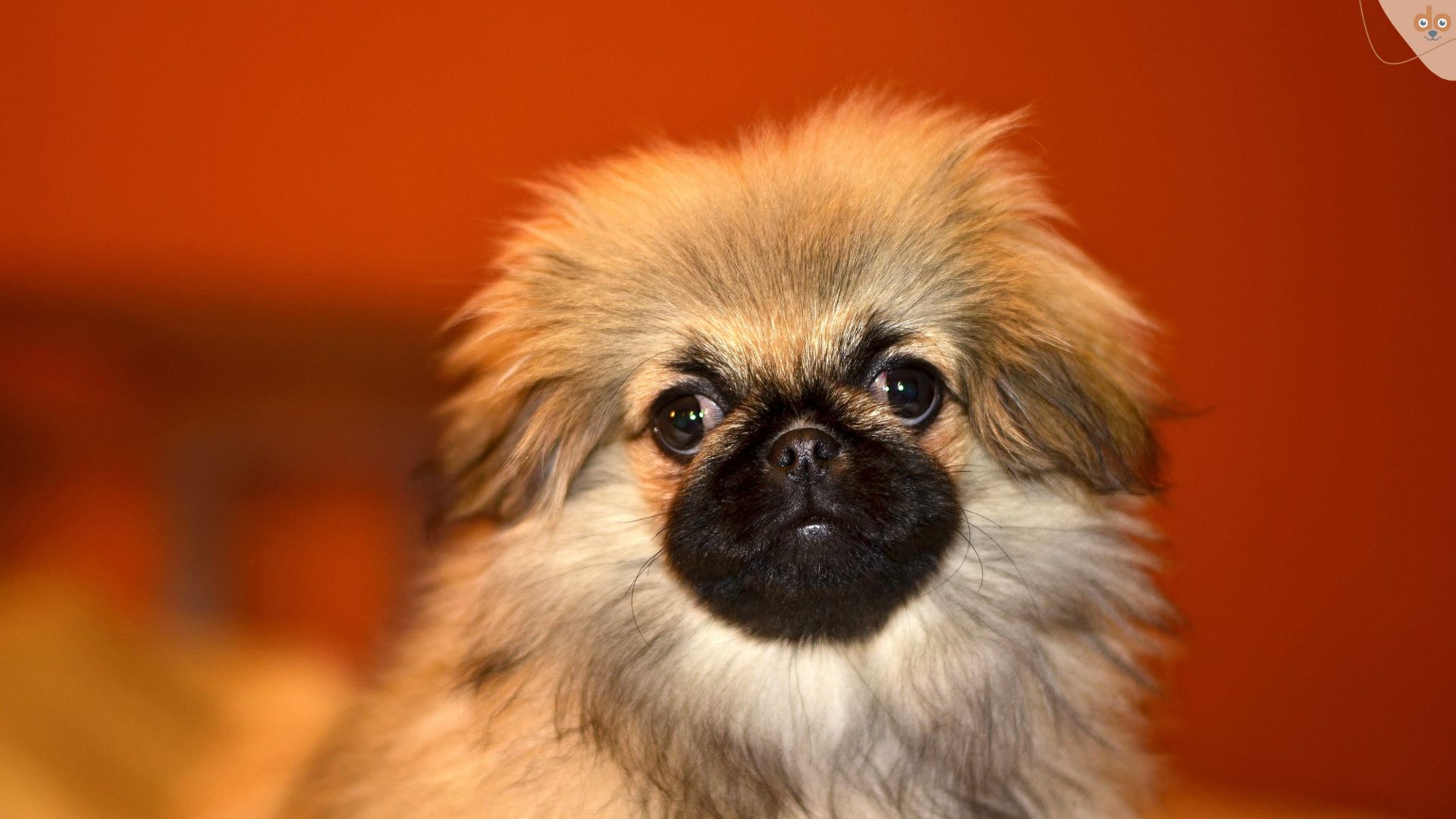 Pekinese Welpe