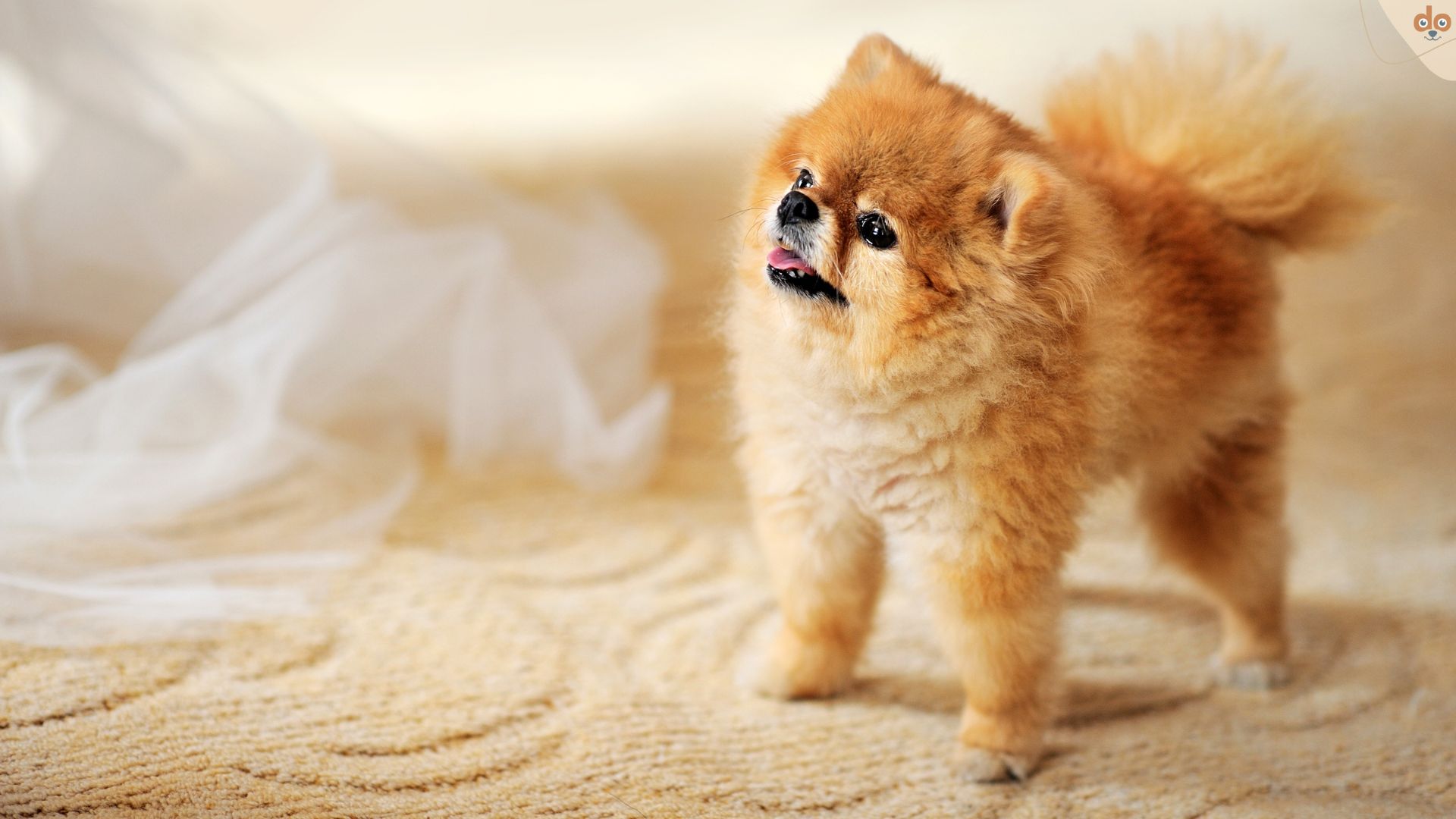 Pomeranian Spitz Welpe