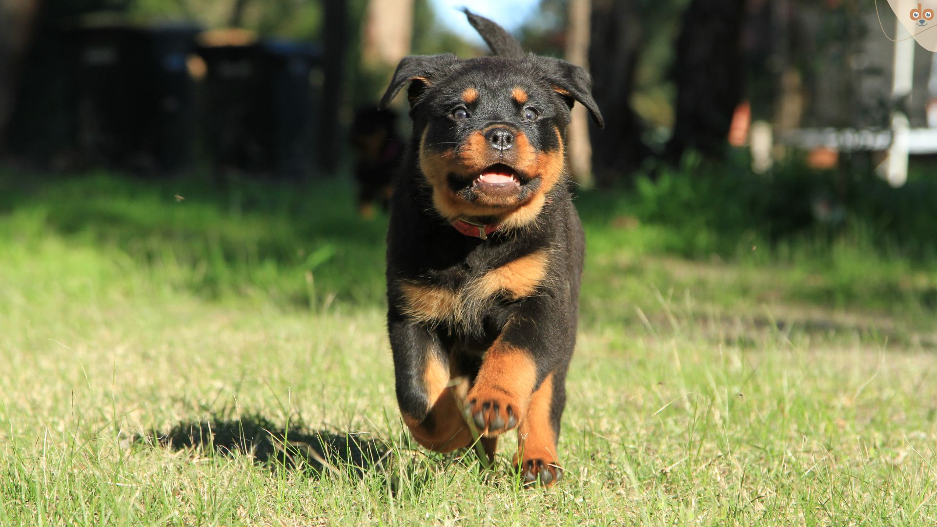 Rottweiler Welpe