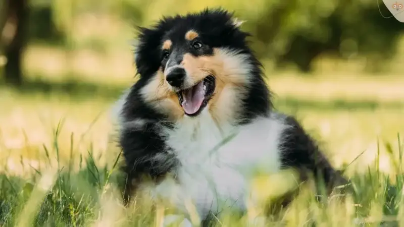 Collie Eye Anomaly (CEA)