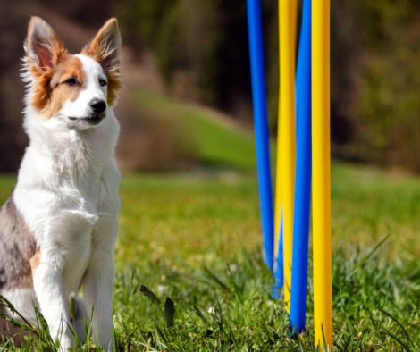 Agility, Degility, Hund wartet neben Stangen