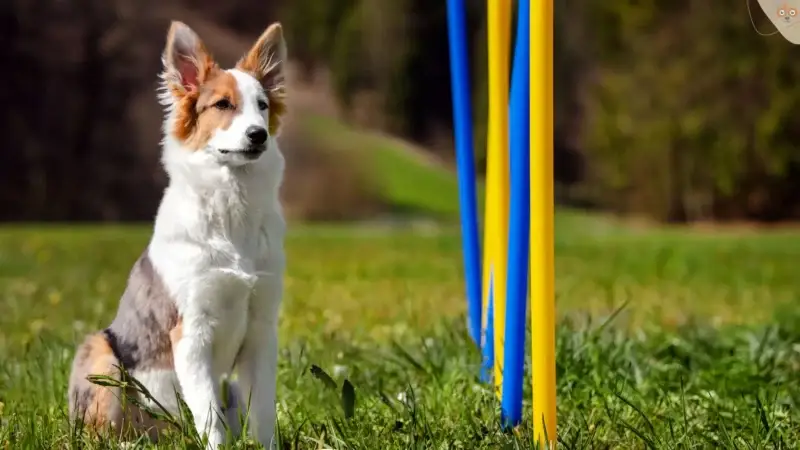 Degility: fordernder und trotzdem gesunder Hundesport