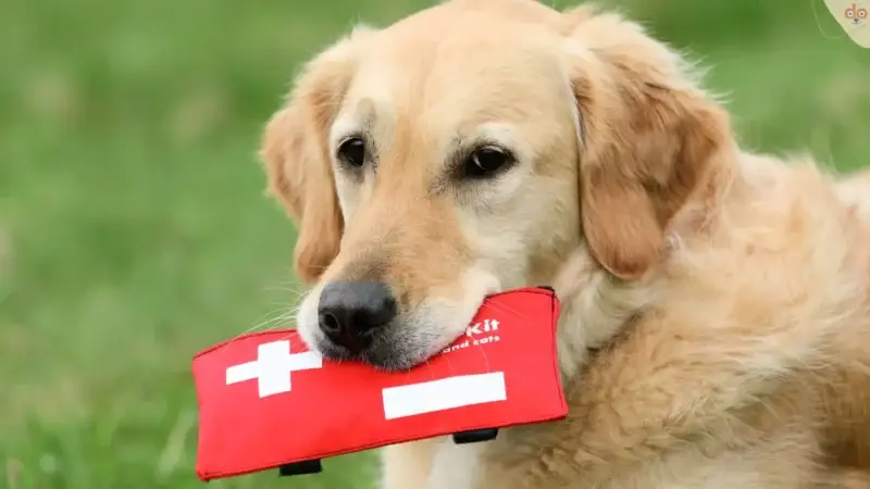 Was gehört in die Reiseapotheke für Hunde?